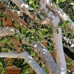 Ficus rubiginosa Kéreg/szár