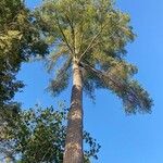 Pinus strobusപുറംതൊലി