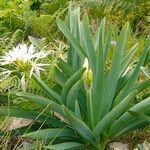 Pancratium illyricum Habit