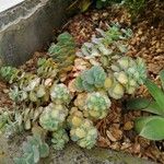 Sedum sieboldii Hoja