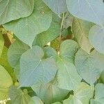 Ipomoea tricolor Feuille