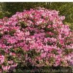 Rhododendron williamsianum Flower