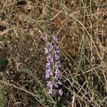 Salvia virgata ফুল