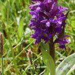 Dactylorhiza majalis Kukka