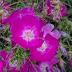 Callirhoe involucrata പുഷ്പം