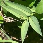 Maianthemum stellatum Leaf