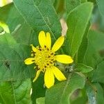 Verbesina sordescens Λουλούδι