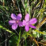 Geranium asphodeloides Кветка