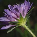 Knautia collina Blomma