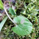 Chrysosplenium alternifolium برگ