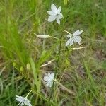 Anthericum ramosum Květ