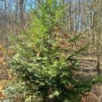 Abies grandis 整株植物