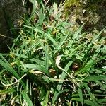 Carex ornithopoda Flower