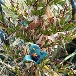 Puya alpestris Blodyn