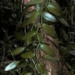 Vanilla planifolia 树皮