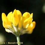 Lotus sessilifolius 花