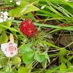 Trifolium incarnatum 花