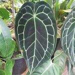 Anthurium clarinervium Yaprak