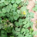 Oxalis corniculataLeaf