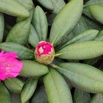 Rhododendron argyrophyllum List