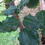 Pterocarpus rotundifolius Habit