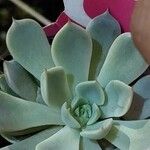 Echeveria cuspidata Ліст