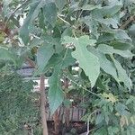 Brachychiton bidwillii Lapas
