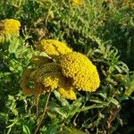 Achillea filipendulina ফুল