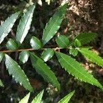 Azara lanceolata Leaf