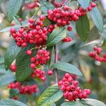 Cotoneaster multiflorus 果實