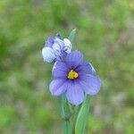 Sisyrinchium montanum Λουλούδι