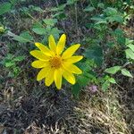 Tithonia tubaeformis অভ্যাস