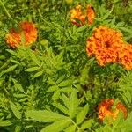 Tagetes erecta Folha