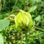 Hibiscus striatus Altres