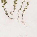 Euphorbia cuneifolia Elinympäristö