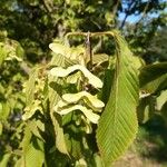 Acer carpinifolium Mbuma