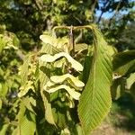 Acer carpinifolium Fruto