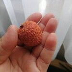 Litchi chinensis ഫലം