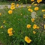 Coreopsis lanceolataBlüte