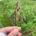 Calamagrostis canescens Цвят