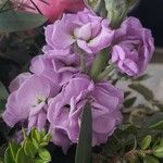 Matthiola incana Flor