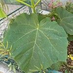 Paulownia tomentosaList