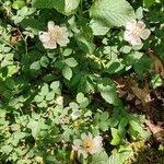 Rosa arvensis موطن