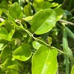 Cocculus orbiculatus Leaf