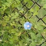 Ipomoea hederaceaFlower