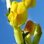 Cytisus elongatus Květ