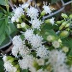 Ageratina aromatica 花