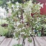 Brunfelsia americana Blüte