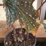 Begonia maculataFolla