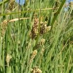 Carex buxbaumii Hábito